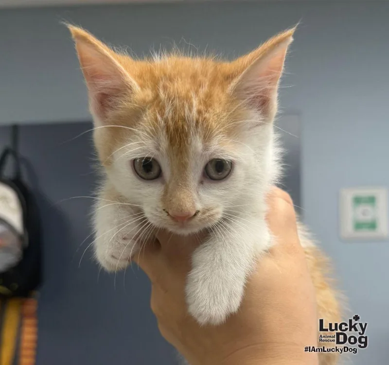 A baby medium-sized female Orange & White Domestic Short Hair cat named Tilly for adoption in Washington, DC