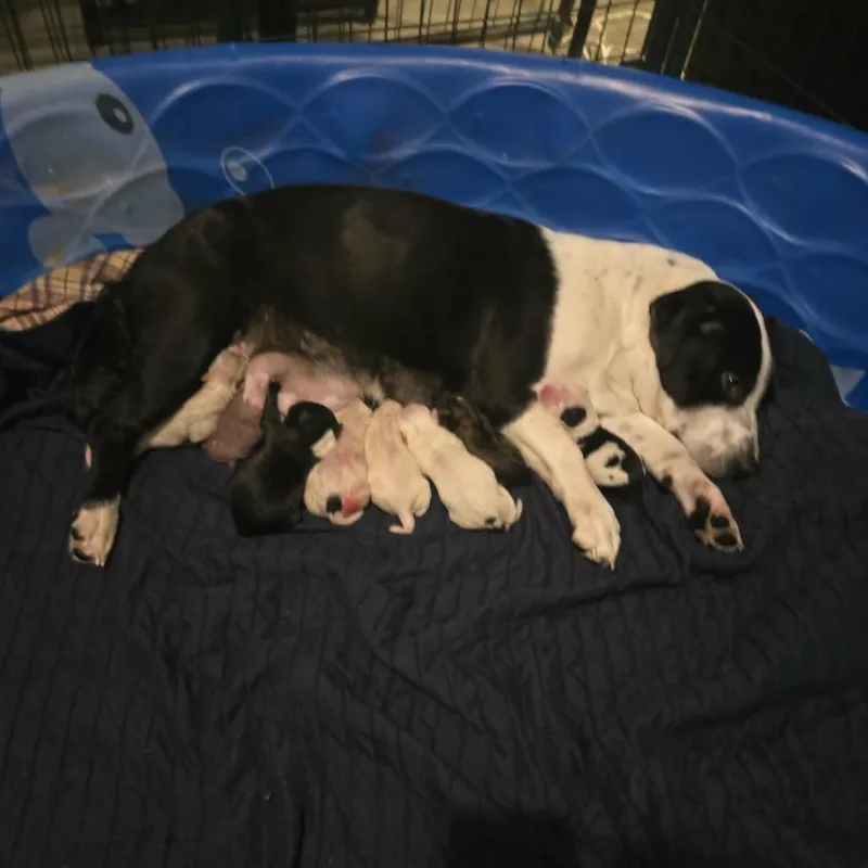 A baby medium-sized male Black Hound dog named Otis for adoption in Lima, OH
