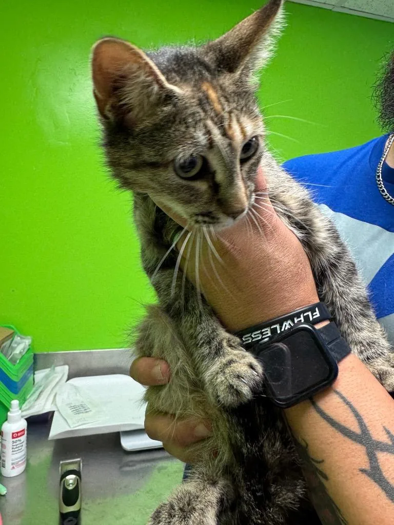 A young medium-sized female Domestic Short Hair cat named Brook for adoption in Johnson City, TN