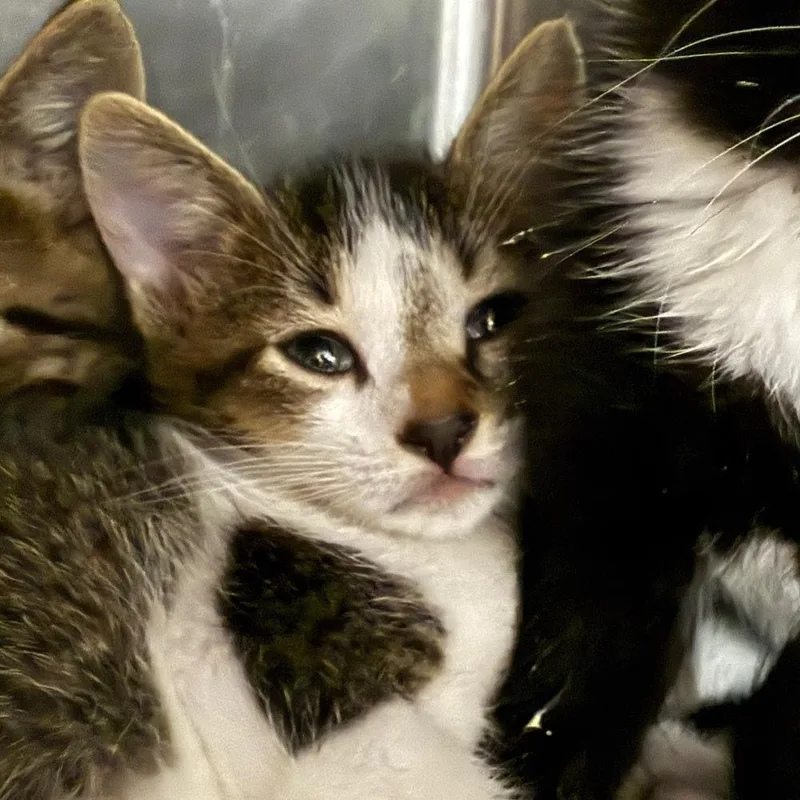 A baby small-sized male Domestic Short Hair cat named Tembleque for adoption in Hudson, NH