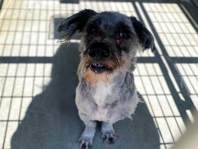 An adult small-sized male Havanese dog named Shinoda for adoption in Tustin, CA