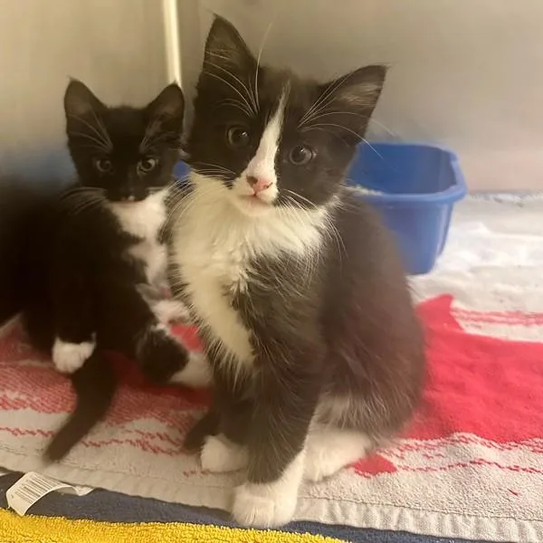 A baby medium-sized male Domestic Medium Hair cat named Tyrion for adoption in Walnut Creek, CA