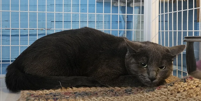 An adult medium-sized female Domestic Short Hair cat named Siobhan for adoption in Claremont, NH