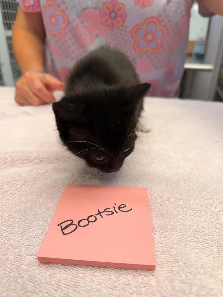 A baby small-sized female Black & White / Tuxedo Domestic Short Hair cat named Bootsie for adoption in Vancouver, WA