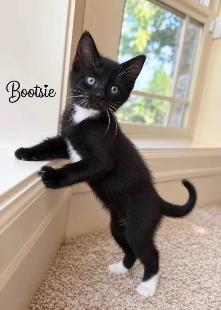 Bootsie thumbnail 2