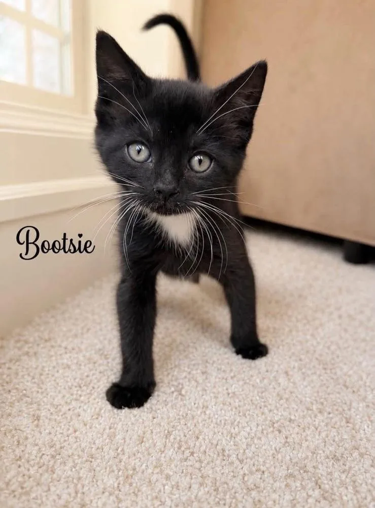 Bootsie thumbnail 3
