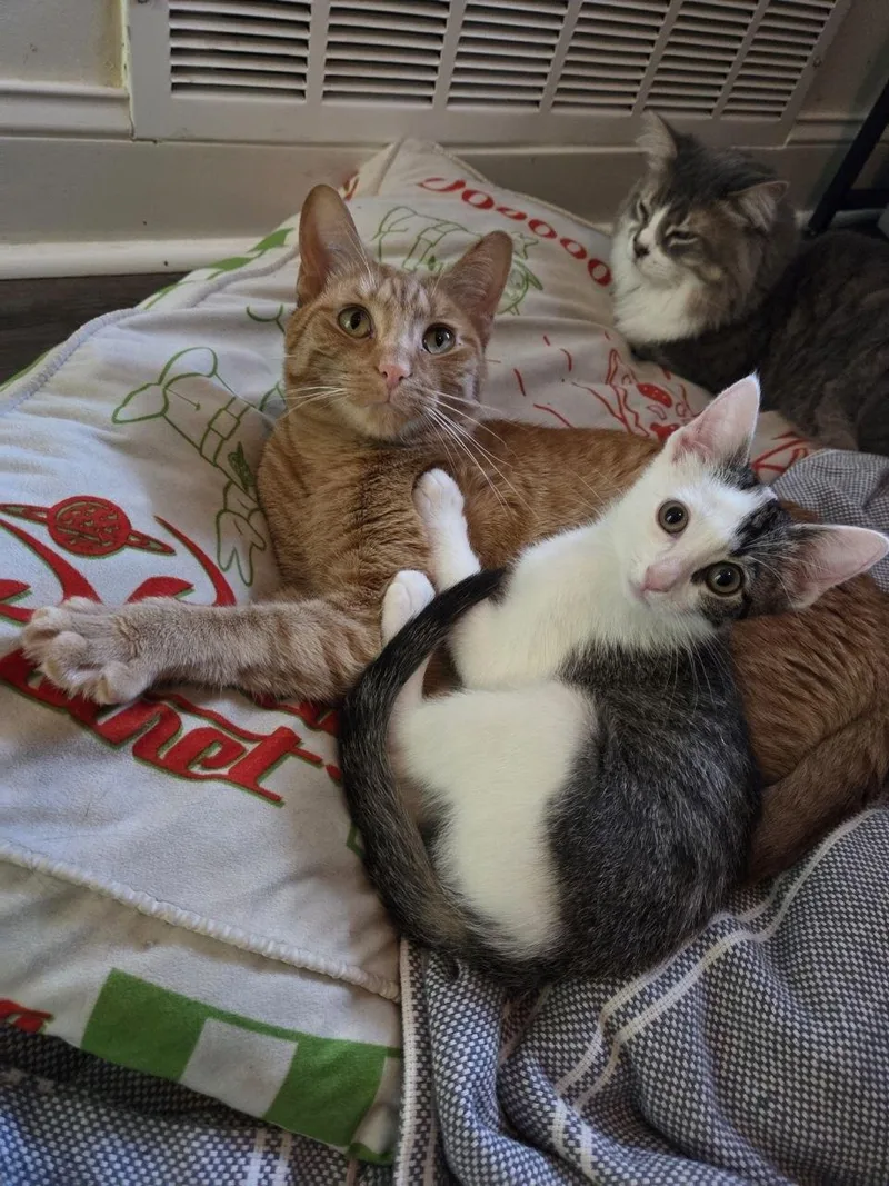 A baby medium-sized male White Domestic Short Hair cat named Kookaburra for adoption in Royal Oak, MI