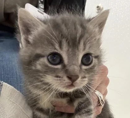 A baby small-sized female Domestic Short Hair cat named Muffin for adoption in Lafayette, IN