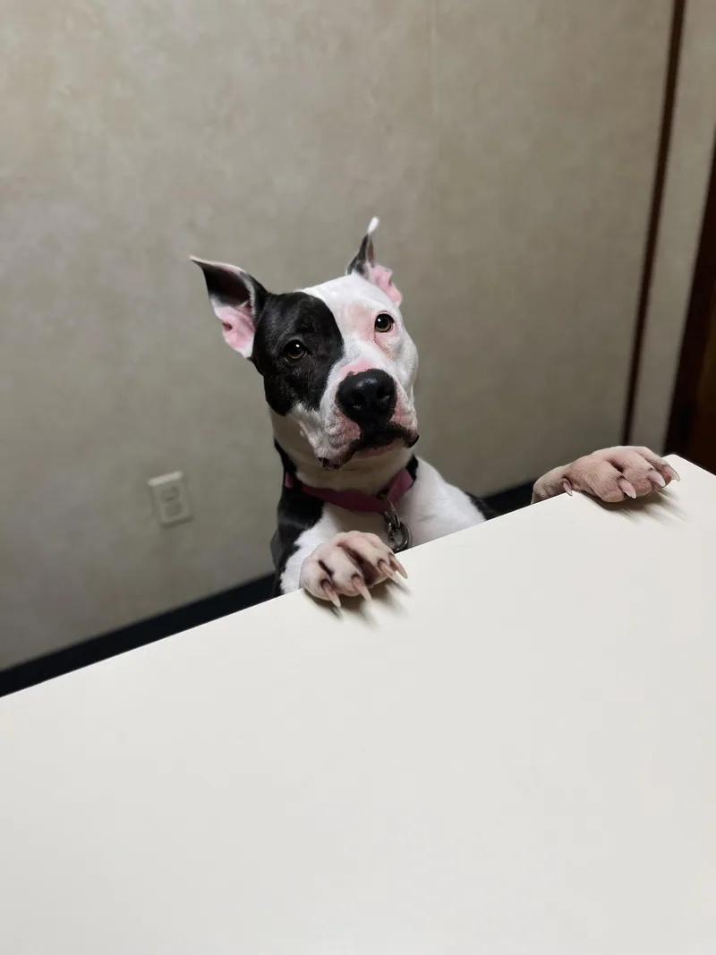 An adult medium-sized female Brindle Mixed Breed dog named Diamond for adoption in Toledo, OH