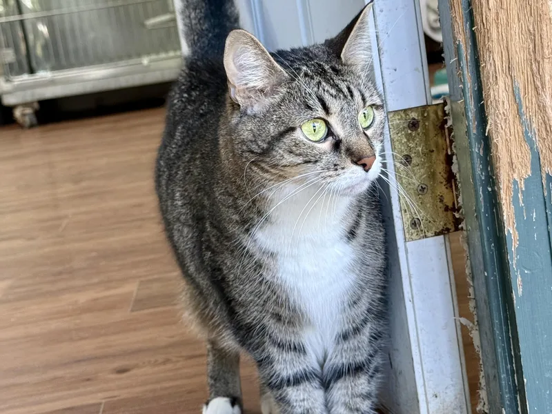 An adult medium-sized female Tabby (Brown / Chocolate) Domestic Short Hair cat named Odessa for adoption in Anderson, IN