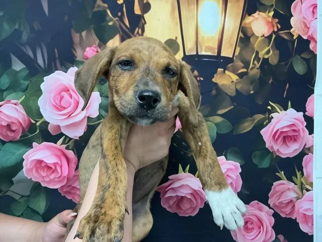 A baby small-sized male Pit Bull Terrier dog named Cookie Butter for adoption in San Bernardino, CA