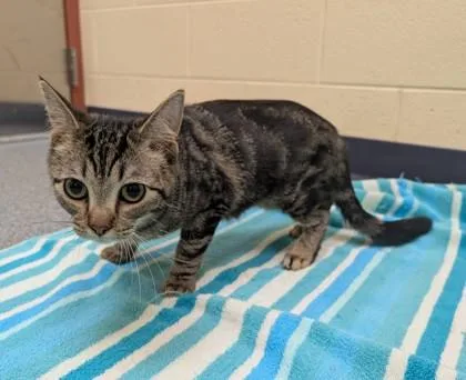 A baby medium-sized male Domestic Short Hair cat named Santorini for adoption in Westland, MI