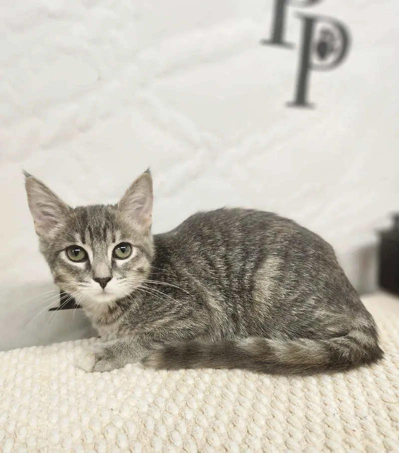 A baby medium-sized female Domestic Short Hair cat named Charlotte for adoption in Social Circle, GA