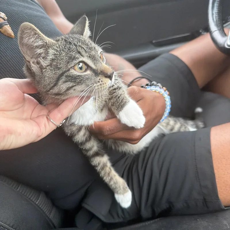 A baby small-sized male Brown / Chocolate Domestic Short Hair cat named Pathfinder for adoption in Greensboro, NC
