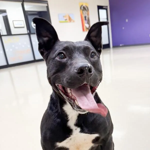 A young small-sized male Labrador Retriever dog named Tato for adoption in Des Moines, IA