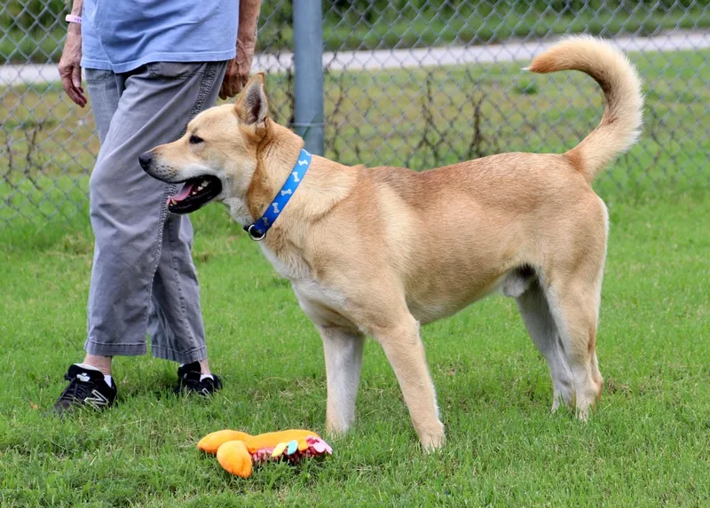 A young large-sized male Yellow / Tan / Blond / Fawn Carolina Dog dog named Benji for adoption in Kansas City, KS