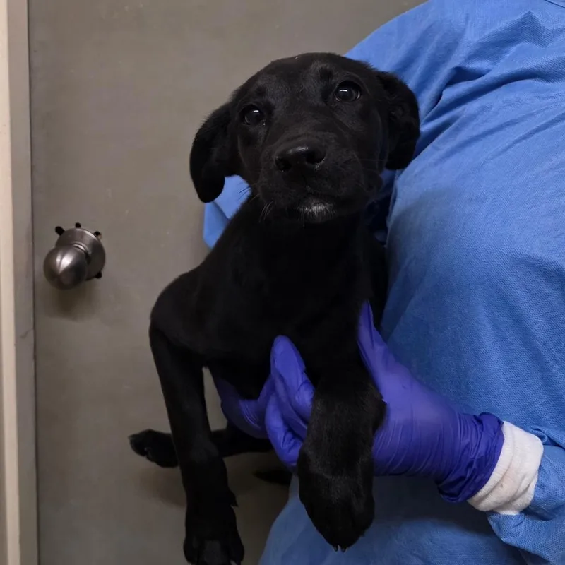 A baby medium-sized female Black Mixed Breed dog named Alli for adoption in Duncan, OK