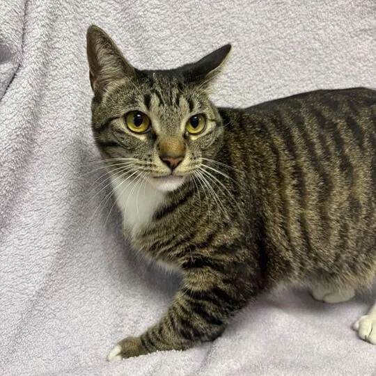 A young medium-sized female Tabby (Brown / Chocolate) Domestic Short Hair cat named Shayla for adoption in Valdosta, GA