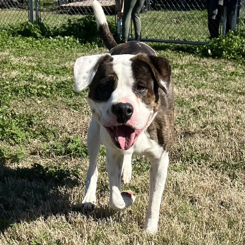 A young medium-sized male American Bulldog dog named Cletus for adoption in Wharton, TX