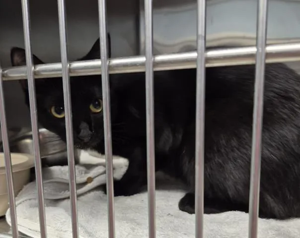 A young medium-sized female Domestic Short Hair cat named Silvia for adoption in Decatur, IL