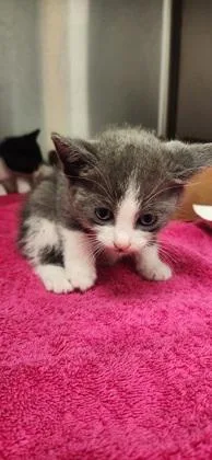 A young small-sized female Domestic Short Hair cat named Eloise for adoption in Roseville, CA
