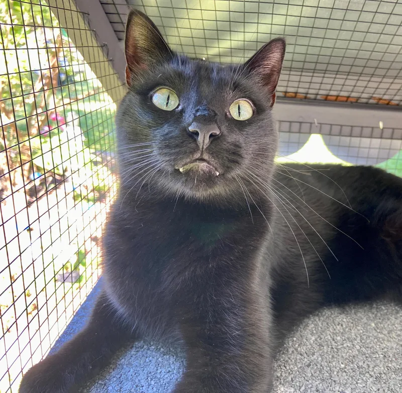 Ozzy & Lemmy thumbnail 2