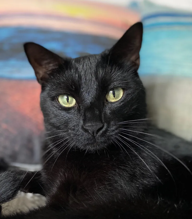 Ozzy & Lemmy thumbnail 3