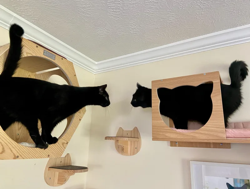 Ozzy & Lemmy thumbnail 4