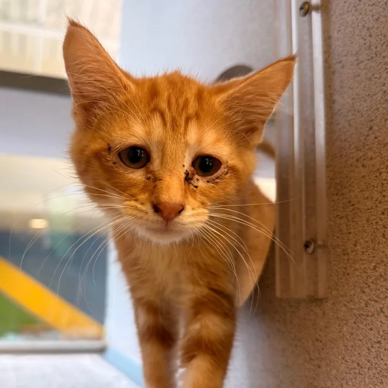A baby small-sized female Orange / Red Domestic Short Hair cat named North for adoption in Red House, WV