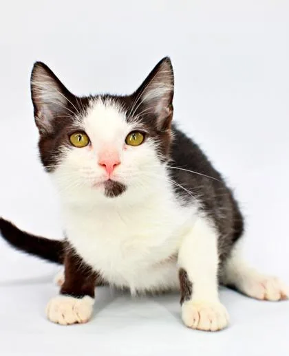 A baby small-sized male Domestic Short Hair cat named Corndog for adoption in Morton Grove, IL