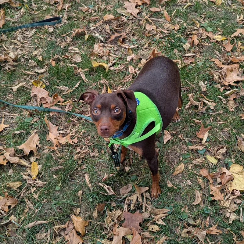 A young small-sized male Miniature Pinscher dog named Bruno for adoption in Fenton, MI