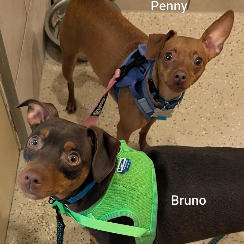 Bruno thumbnail 3