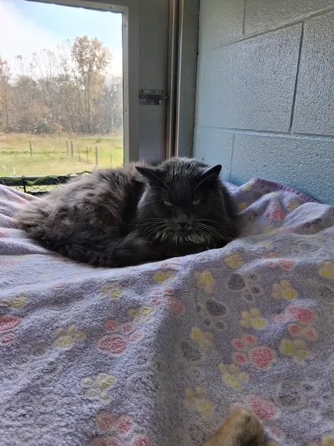 A senior extra large-sized male Gray & White Domestic Long Hair cat named Smokey for adoption in Bryan, OH