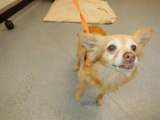 An adult small-sized female Chihuahua dog named Chica for adoption in San Jose, CA