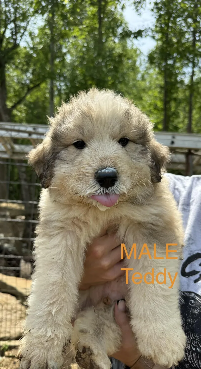 A baby large-sized male Great Pyrenees dog named Teddy for adoption in Stuart, VA