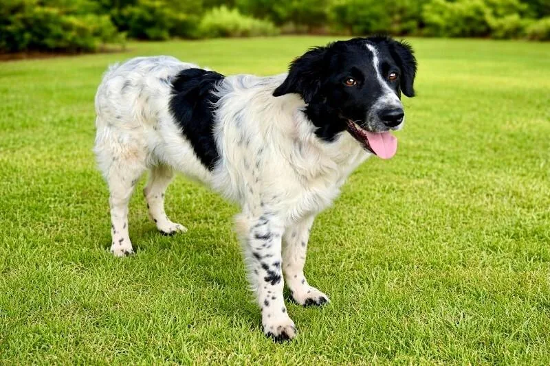 A baby large-sized male White / Cream English Springer Spaniel dog named Fuzz Aldrin for adoption in Maryville, TN