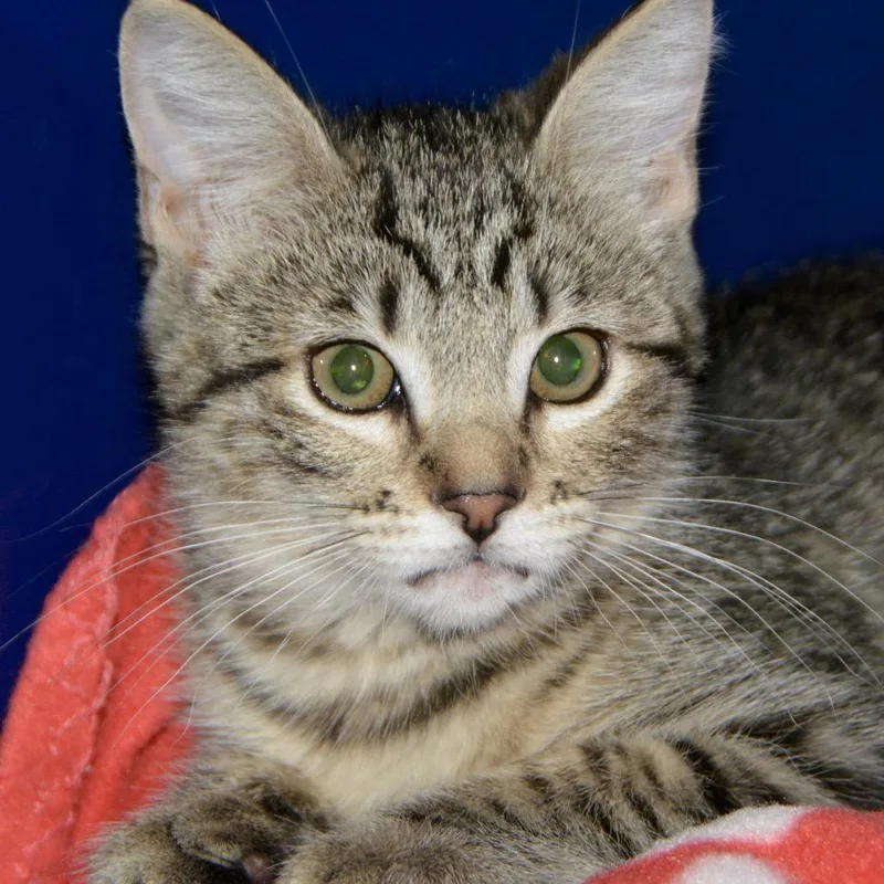 A baby small-sized female Brown / Chocolate Domestic Short Hair cat named Dunkin for adoption in Los Angeles, CA