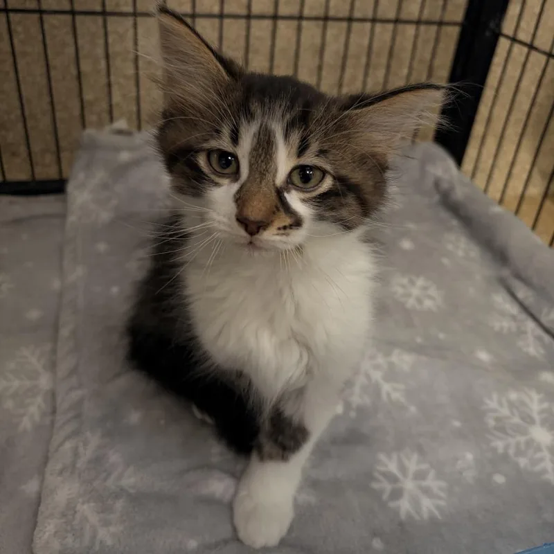A baby small-sized male Brown / Chocolate Domestic Medium Hair cat named Sapphire for adoption in Deerfield, IL