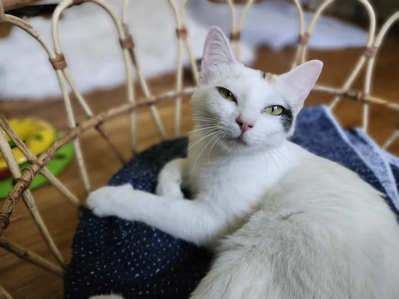 A young medium-sized female Domestic Short Hair cat named Brooke for adoption in Johnson City, TN