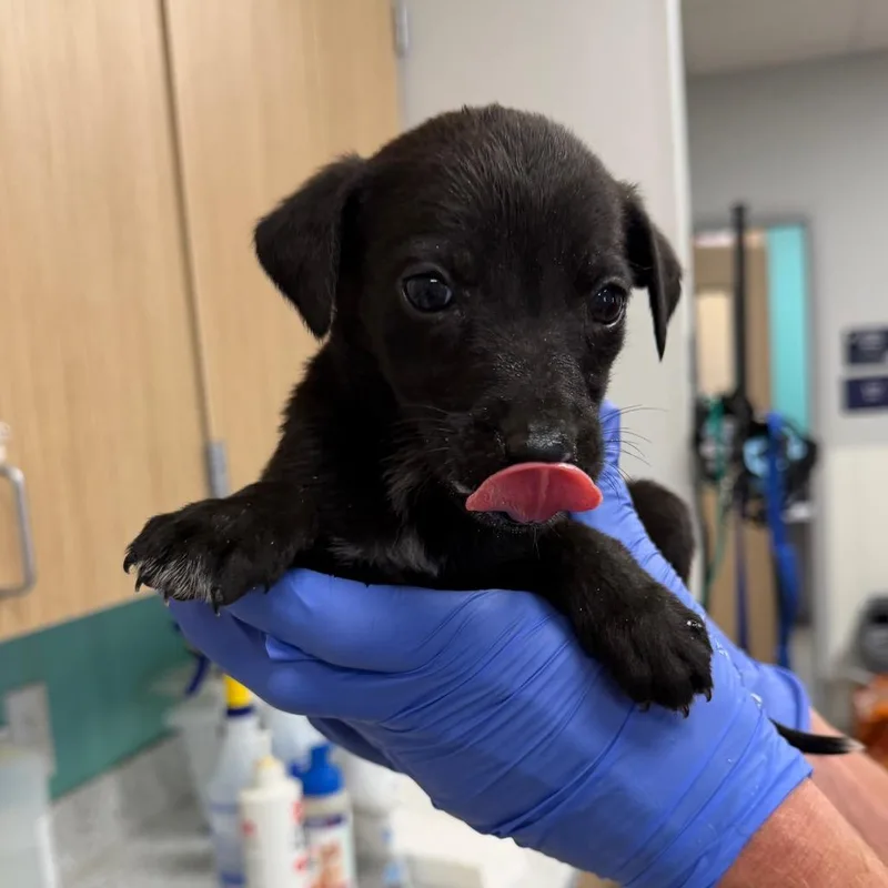 A baby small-sized female Black Terrier dog named Harper for adoption in Marshall, TX