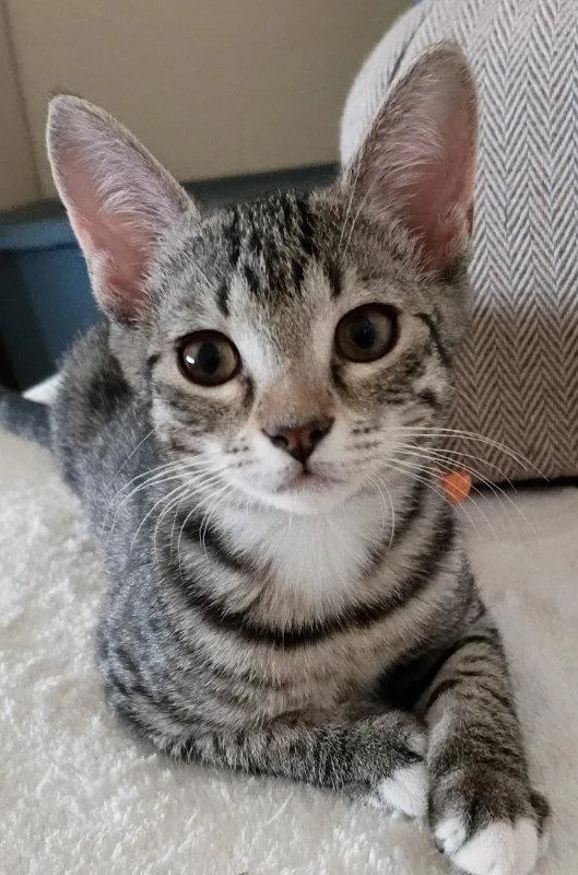 A young medium-sized female Tabby cat named Ciabatta for adoption in Ocala, FL
