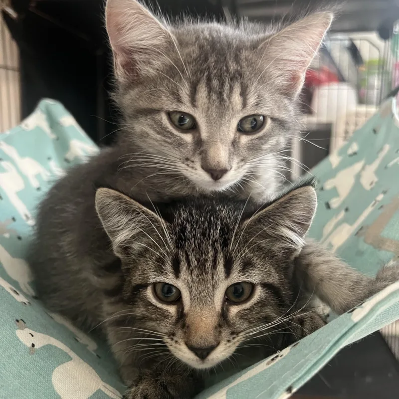 A baby medium-sized female Tabby (Gray / Blue / Silver) Domestic Short Hair cat named Jewel and Stone N. for adoption in New York, NY