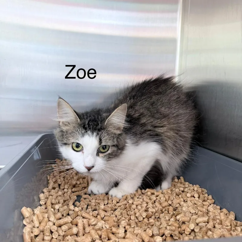 Zoe
