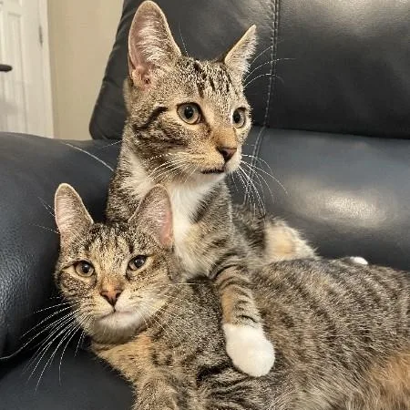 A baby medium-sized female Domestic Short Hair cat named Squirrel & Acorn for adoption in Oswego, NY