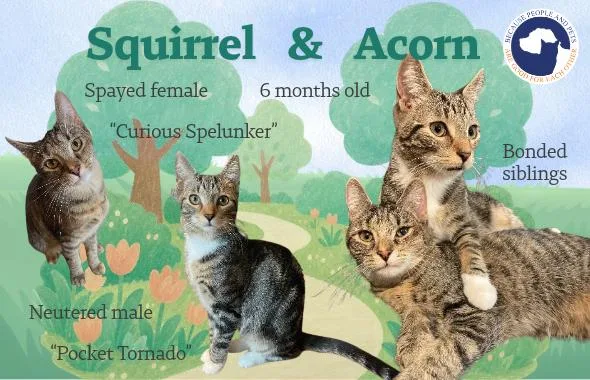 Squirrel & Acorn thumbnail 3