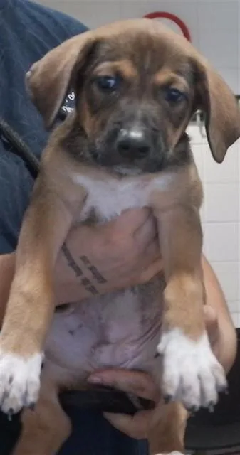 A baby medium-sized female German Shepherd Dog dog named Kiwi for adoption in Huntsville, AL