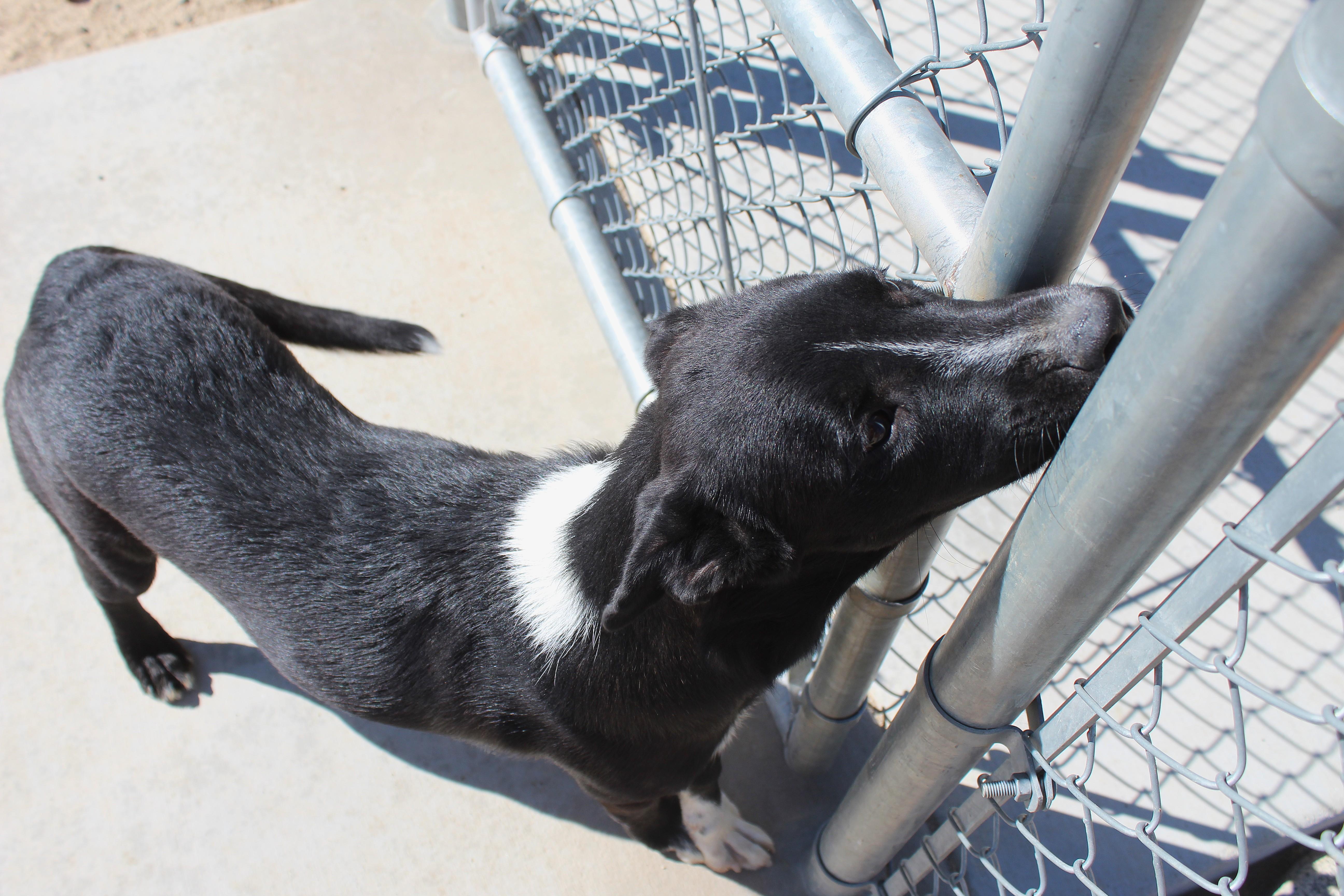A young medium-sized male Black Labrador Retriever dog named Steven for adoption in Yucca Valley, CA