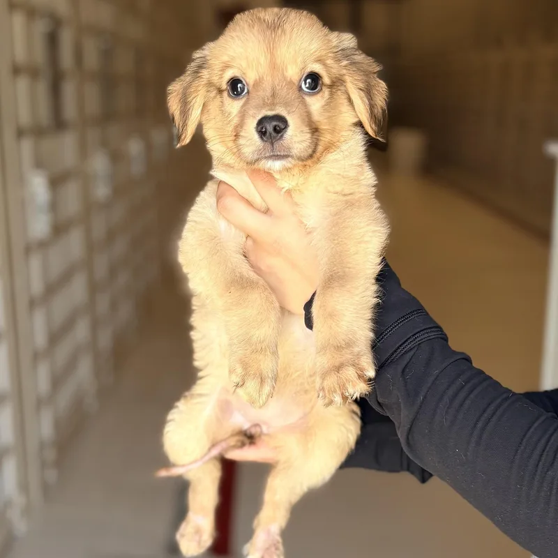 A baby medium-sized female Australian Cattle Dog / Blue Heeler dog named Tanya for adoption in Chicago, IL