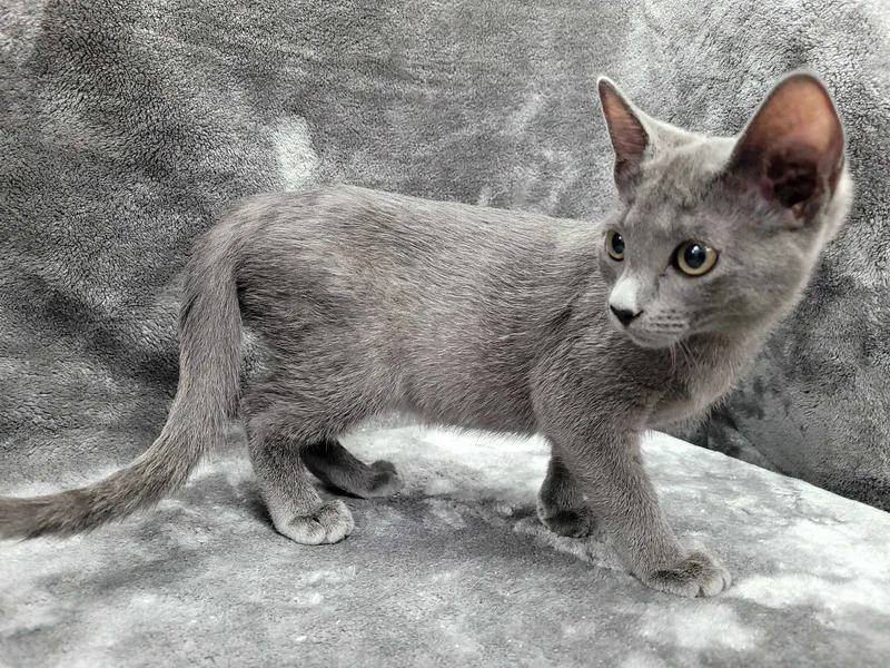 A young medium-sized female Gray / Blue / Silver Domestic Short Hair cat named Alpha for adoption in Lincolnwood, IL