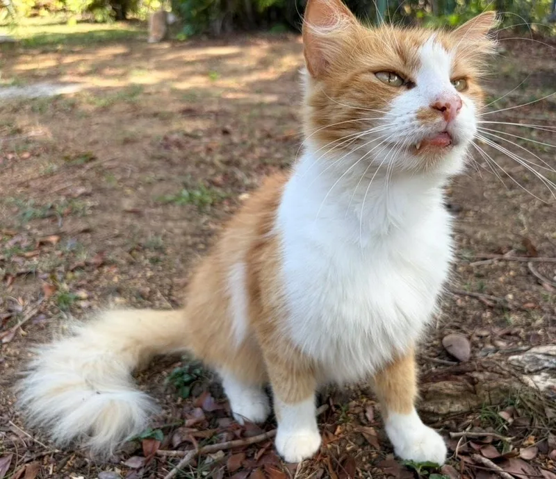 A young medium-sized male Orange & White Domestic Long Hair cat named Simba for adoption in Naranjito, PR